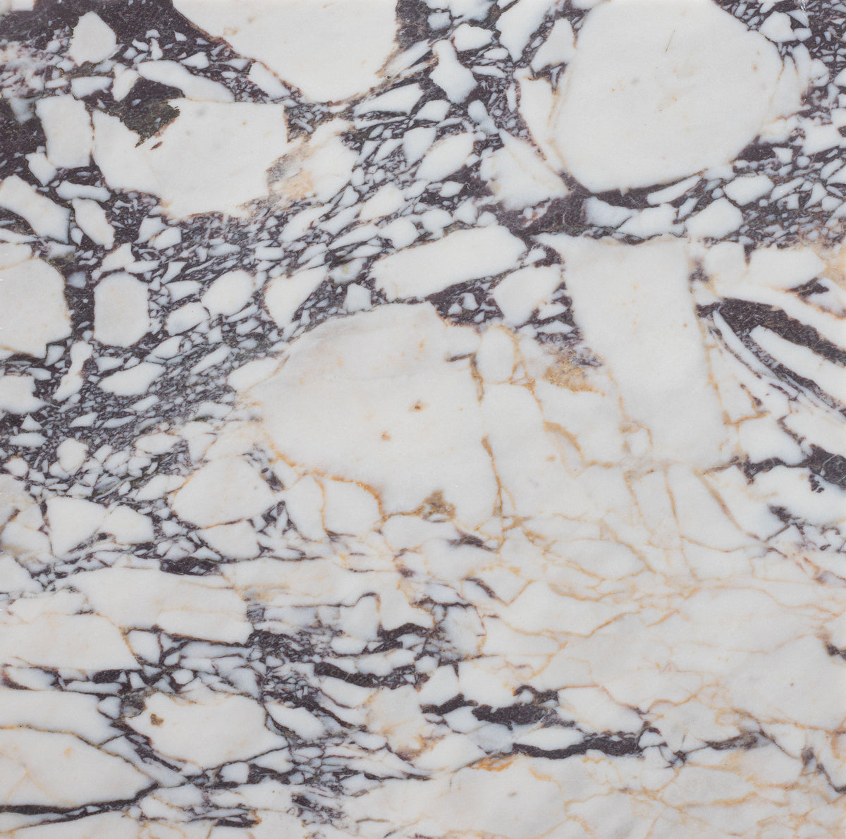Calacatta Viola Honed 45 x 45 x 1.25 cm Field Tile 