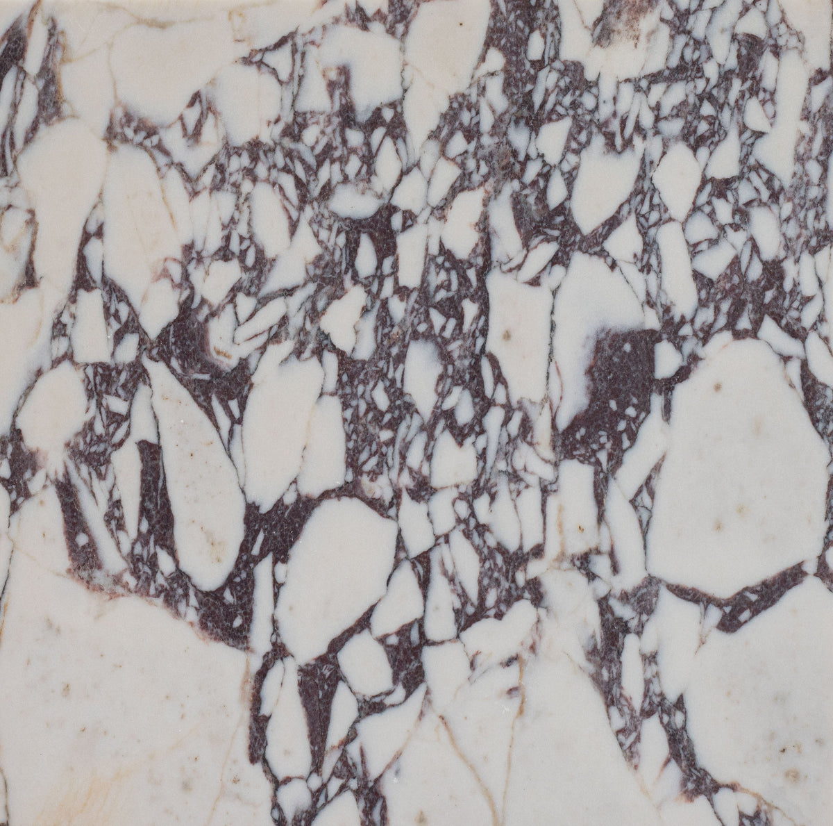 Calacatta Viola Honed 30 x 30 x 1 cm Field Tile 