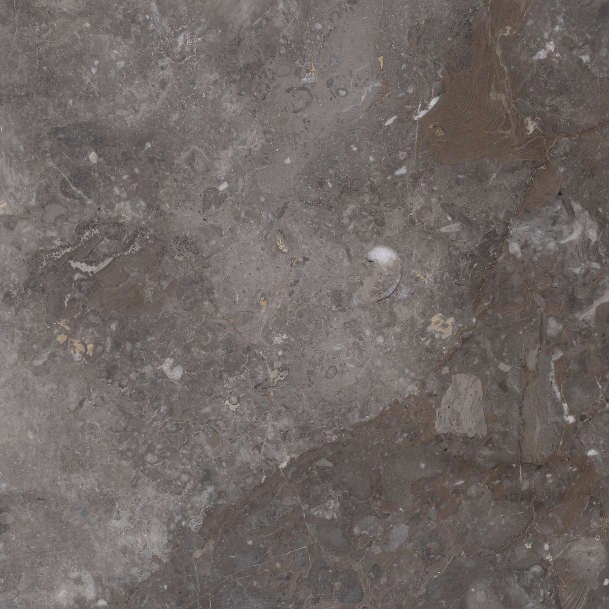 Caribbean Grey Honed 30 x 30 x 1 cm Field Tile 